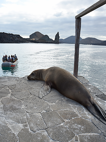 see a seal resting on the shore activity panga Elite Catamaran cruise to Galapagos