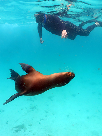 snorkeling near a sea lion Elite Catamaran cruise to Galapagos