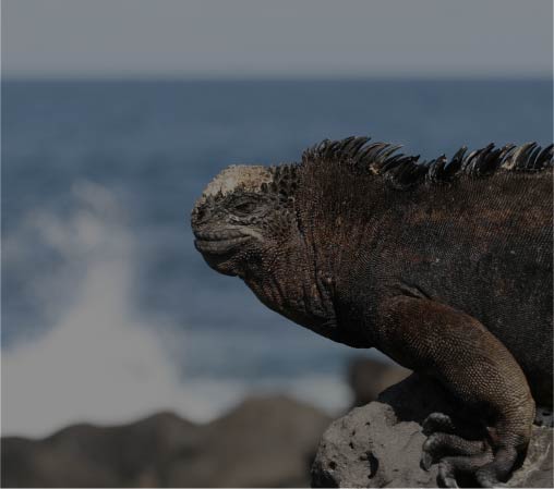 North-Central Galapagos <br> Aboard the Bonita Yacht