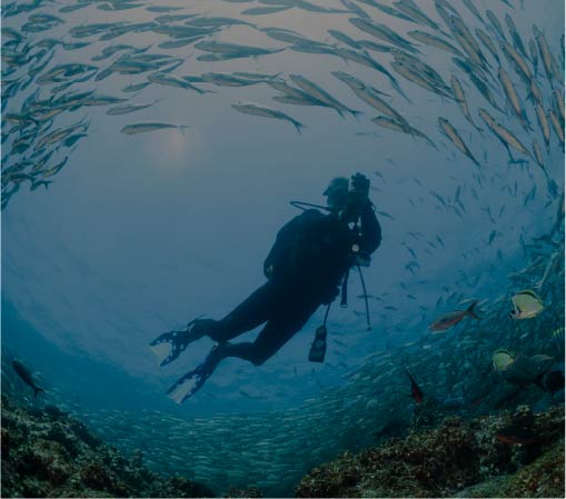 Galapagos Diving <br> Aboard the Galaxy Diver II