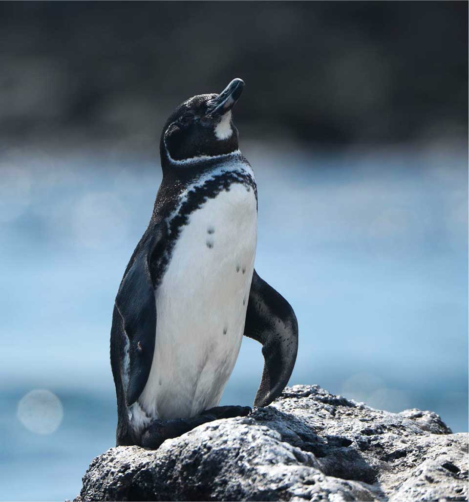 Galapagos Penguin