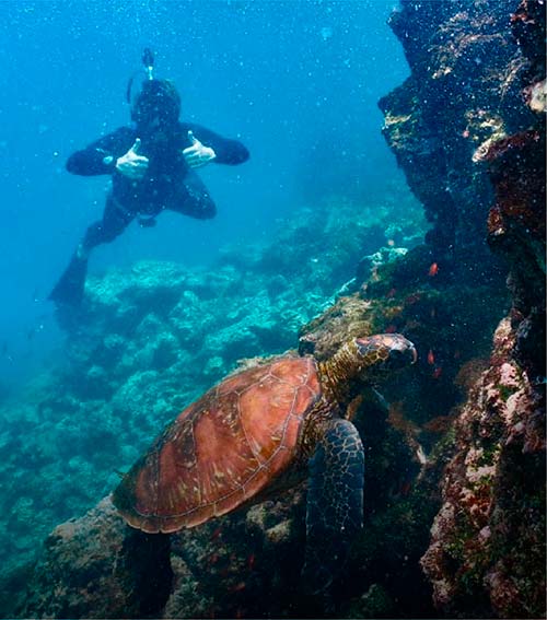 Activities Galapagos - Snorkel 