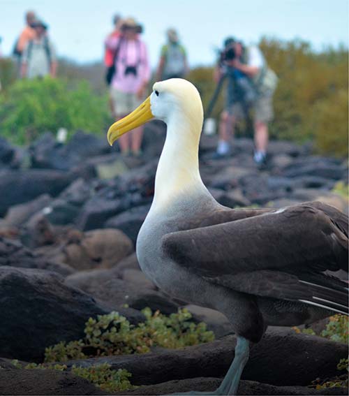 Albatros Galapagos Islands
