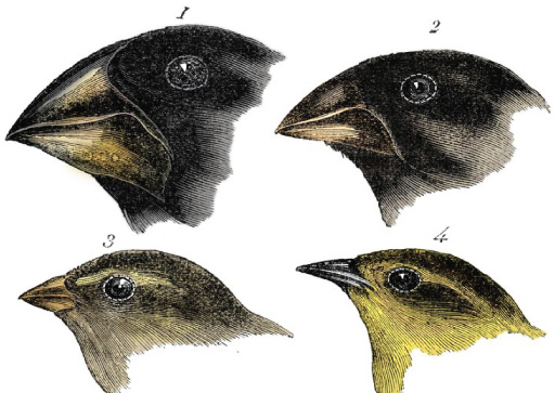 Galapagos: Finch Birds