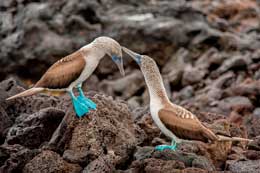 Galapagos Islands: Nazca Booby
