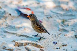 Islas Galapagos: Darwin Finch