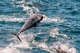 Islas Galapagos: Delfin