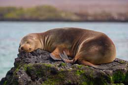 Galapagos Islands: Fur Seal