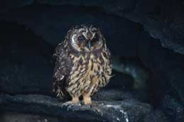 Galapagos Islands: Galapagos Barn Owl