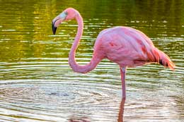 Islas Galapagos: Greate Flamingo