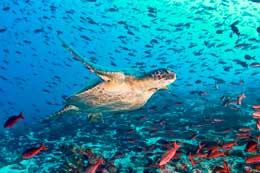 Galapagos Islands: Galapagos Green Sea Turtle
