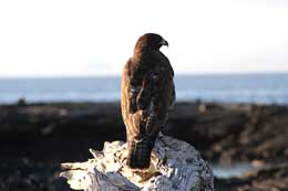 Galapagos Islands: Galapagos Hawk