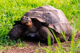 Galapagos Islands: Giant Tortoise