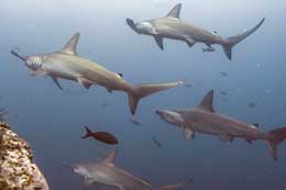 Galapagos Islands: Hammerhead shark