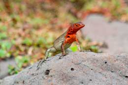 Galapagos Islands: Lava Lizard