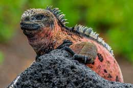 Islas Galapagos: Iguana de Mar