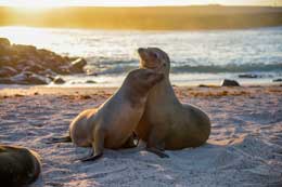 Galapagos Islands: Sea Lion