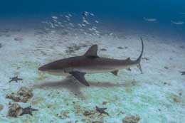 Galapagos Islands: Silvertip shark