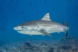 Galapagos Islands: Tiger shark
