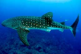 Galapagos Islands: Whale Shark