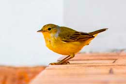 Islas Galapagos: Yellow Warbler