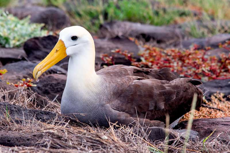 Flora & Fauna en las Islas Galápagos|Un Paraíso por Descubrir
