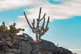 Islas Galapagos: Candelabros Cactus
