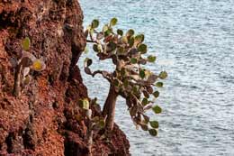 Galapagos Islands: Opuntia Cactus