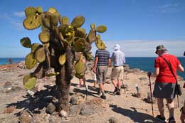 Galapagos Islands: Prickly Pear Cactus