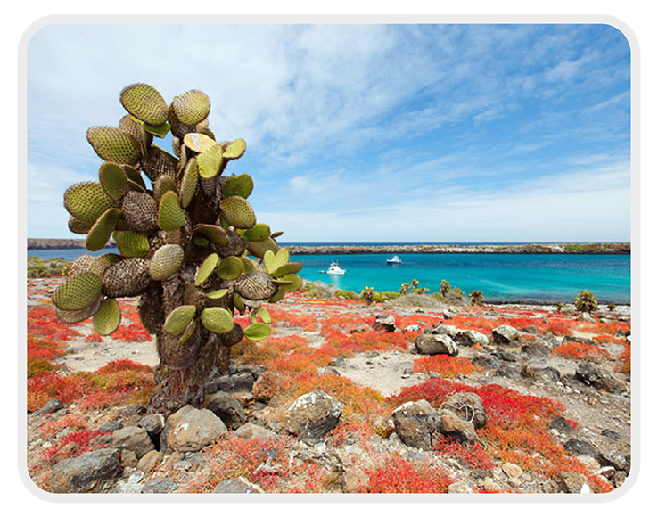 Flora & Fauna en las Islas Galápagos|Un Paraíso por Descubrir