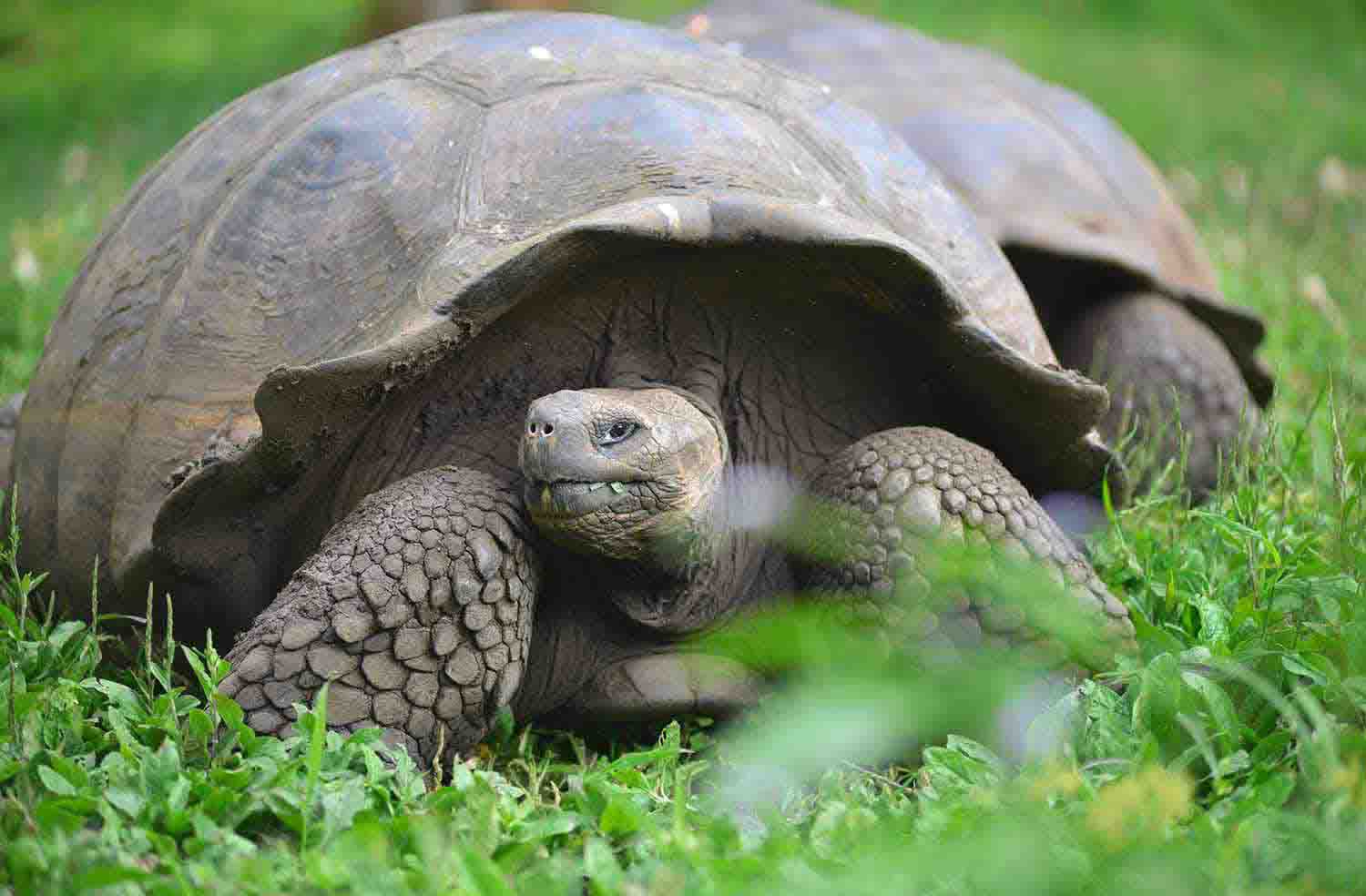 Galapagos Frequently Asked Questions | Things you must know