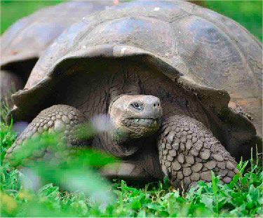 Galapagos Islands: Turtle