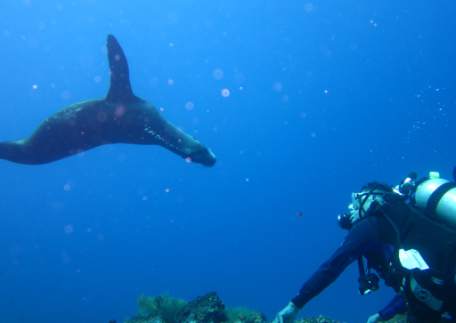 Cruise to Galapagos: Diving Sea Lions