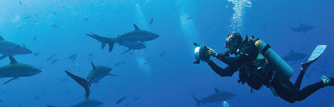 Cruise to Galapagos: Diving with Sharks
