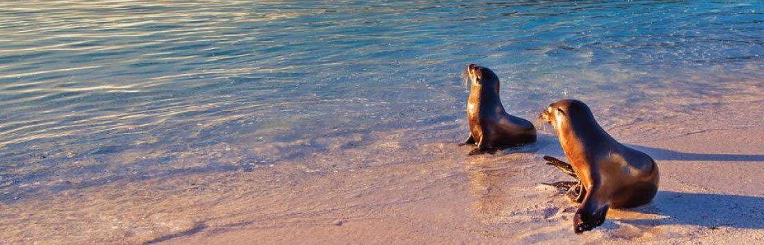 Galapagos: Sea Lions on the beach
