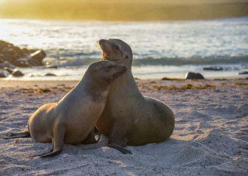 Galapagos: Two Sea Lions