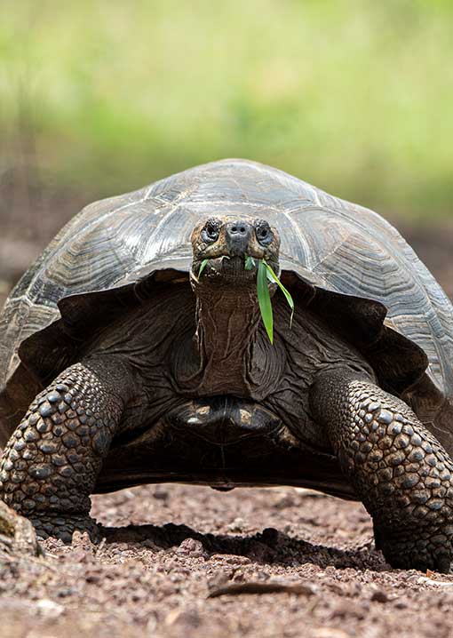 The curious top 12 Galapagos Islands facts you should know