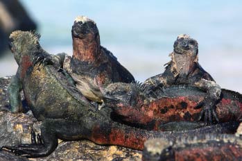 Galapagos Islands: Marine Iguanas