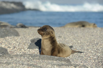 Galapagos: Sea Lion Baby