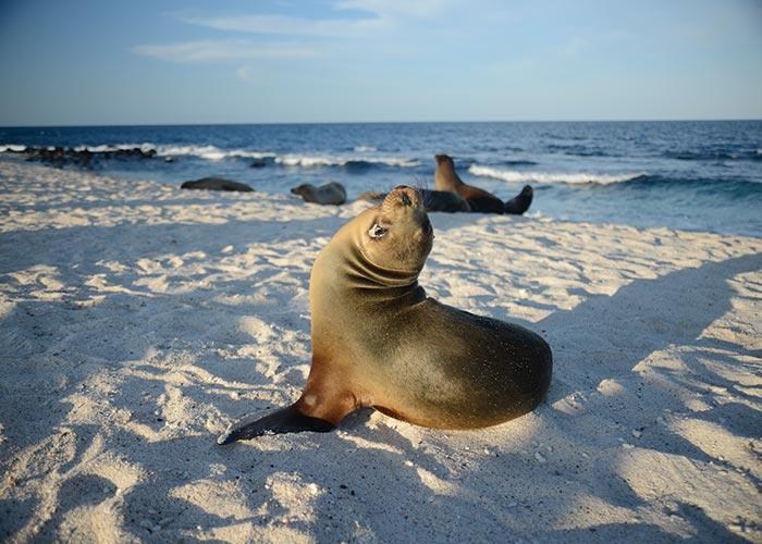 The Galapagos Islands |Wildife, Location, Map & Travel Tips.