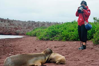 Galapagos Islands: Lands Iguanas