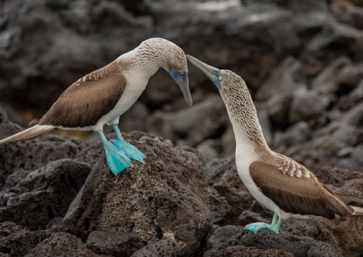 Galapagos: Blue Foot Boobies