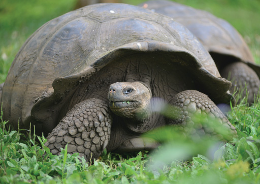 Galapagos: Turtle