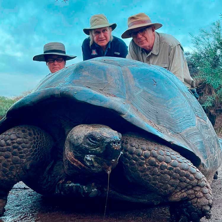 Galapagos Islands in Cruise, Giant turtle