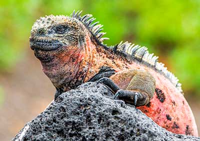 Find the best Cruise to Galapagos for your next vacation