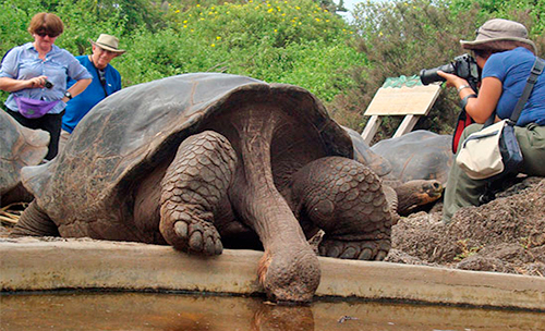 Huéspedes observando las tortugas gigantes Chelonoidis de Galápagos en la isla Santa Cruz crucero de lujo