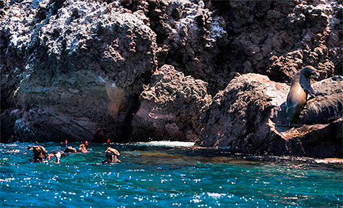 Huéspedes realizando snorkel junto a un leon marino sobre las rocas de la playa Espumilla crucero de Lujo Petrel en Galápagos