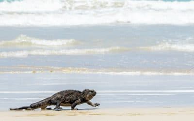 Galapagos Islands one of the best Natural Parks