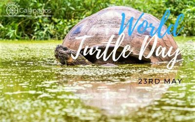 23rd May, World Turtle Day
