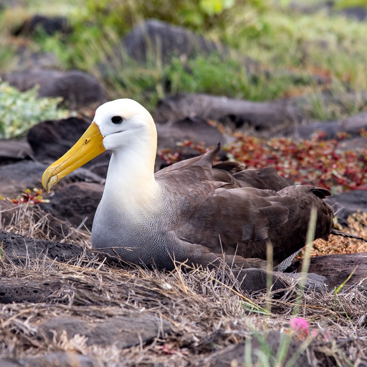 Know the most incredible birds of Galapagos